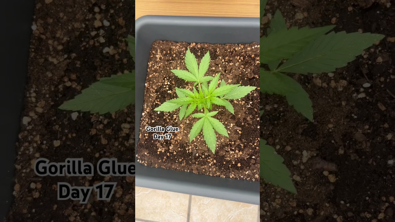 Gorilla glue Auto🦍🪴 (day17) #cannabisdaily #sun #outdoors #sungrow#bobmarley#youtubeshorts#shorts