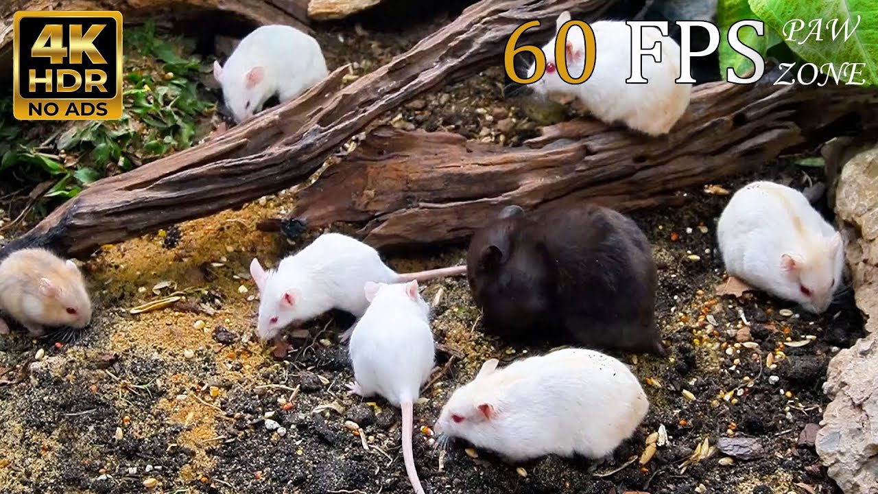 [NO ADS, NO AI] CAT TV 😺 for Cats to Watch: White Mice Gathering & Feeding 🐭 4K HDR 60FPS