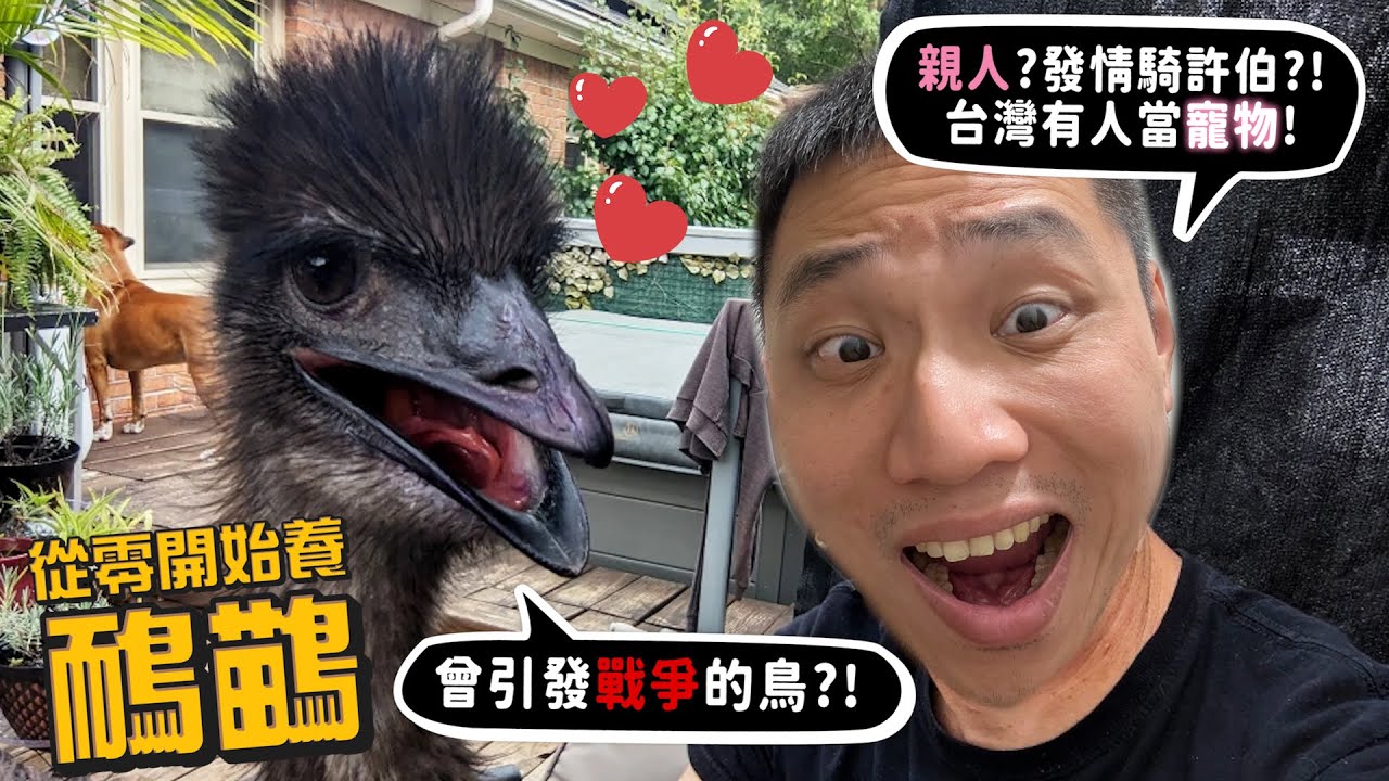 【從零開始養】鴯鶓!台灣有人當寵物?超親人!發情騎許伯?曾經引發戰爭!?【許伯簡芝】