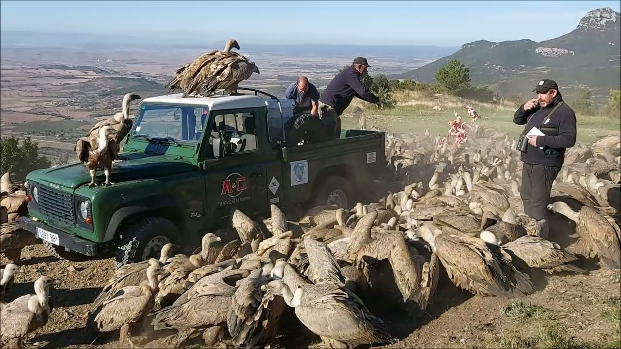 BUITRES. GRUPO ORNITOLOGICO OSCENSE. Comedero de aves necrófagas del Tiacuto Sierra de Guara, Huesca