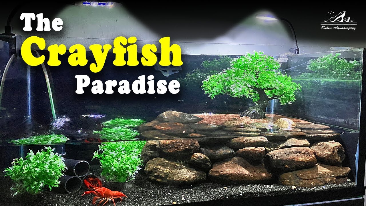 Creating Your Own Artificial Crayfish Habitat: Easy Setup Guide