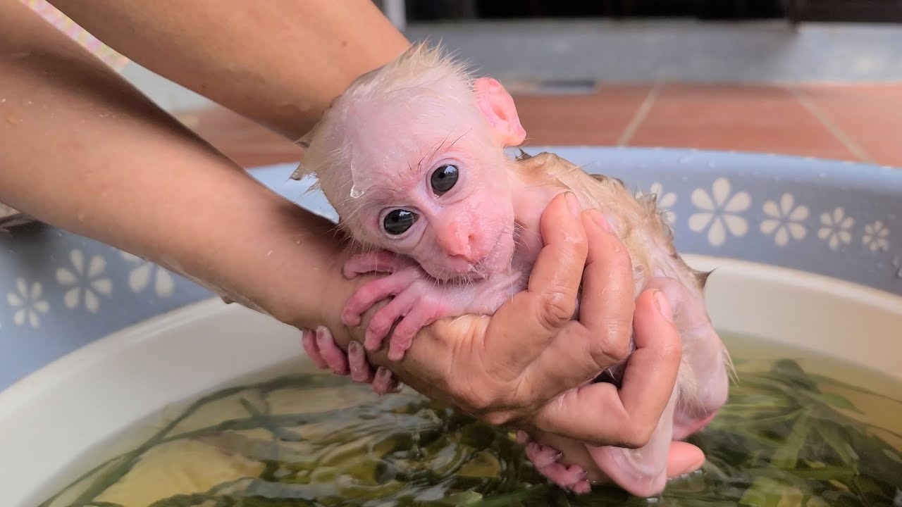 Baby monkeys bathe and relax with medicinal leaves to treat dermatitis