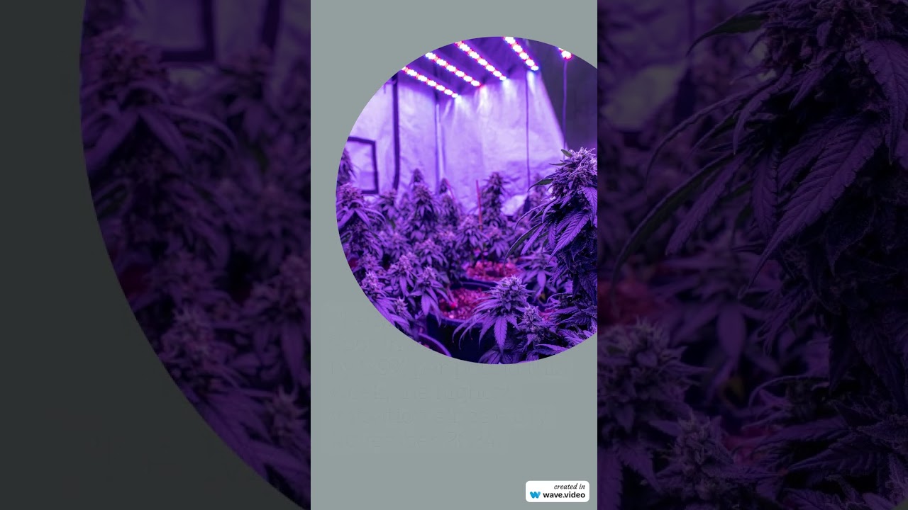 February 14, 2025 - Cannabis Benchmarks US Spot Index Report   #cannabiscommunity #cannabisdaily