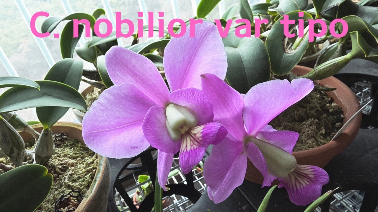 C. nobilior var. tipo 'Rafael Wenzel x Self'