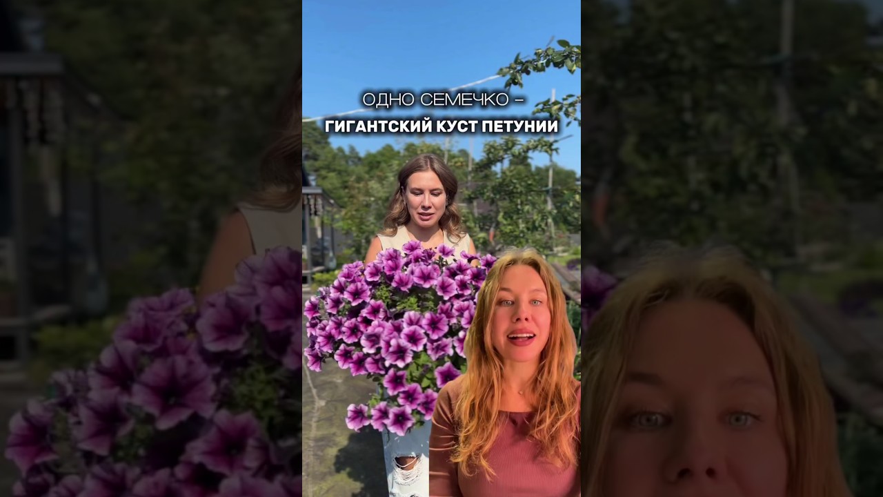 Как вырастить пышную петунию из одного семечка