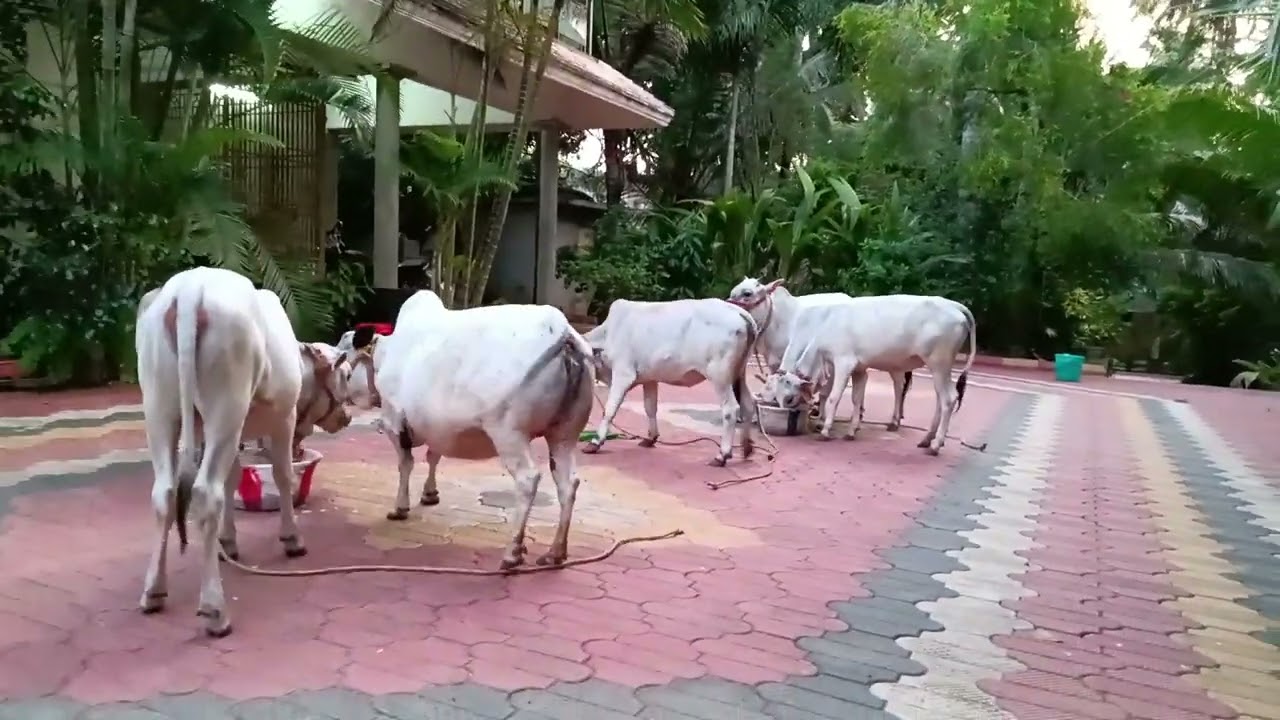 punganur cow for sale contact number:9847647324