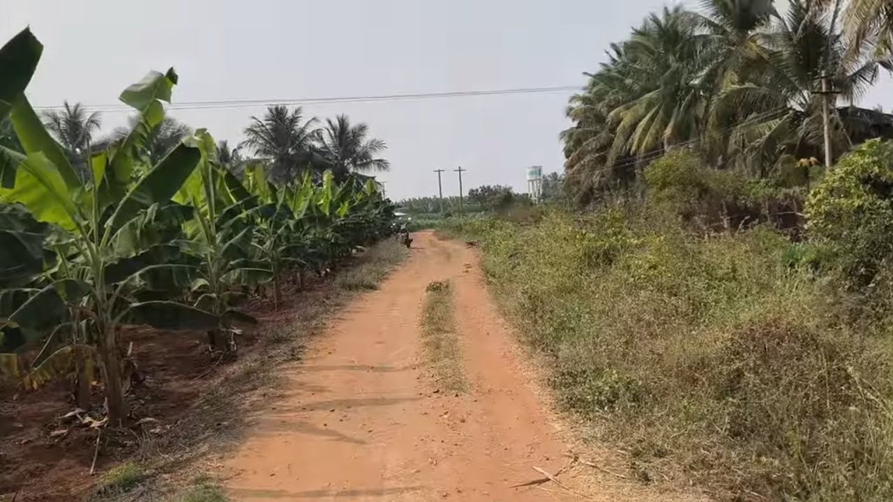 ஈரோடு (மா) கோபி (வ)குருமந்தூர் அருகில் 2.25 ஏக்கர் தோட்டம் விற்க  9585376767#agriculture#realeastate