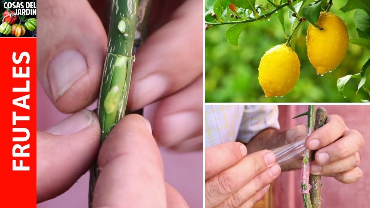 Cómo Hacer un Injerto de Limonero - Paso a Paso - Es MUY FACIL