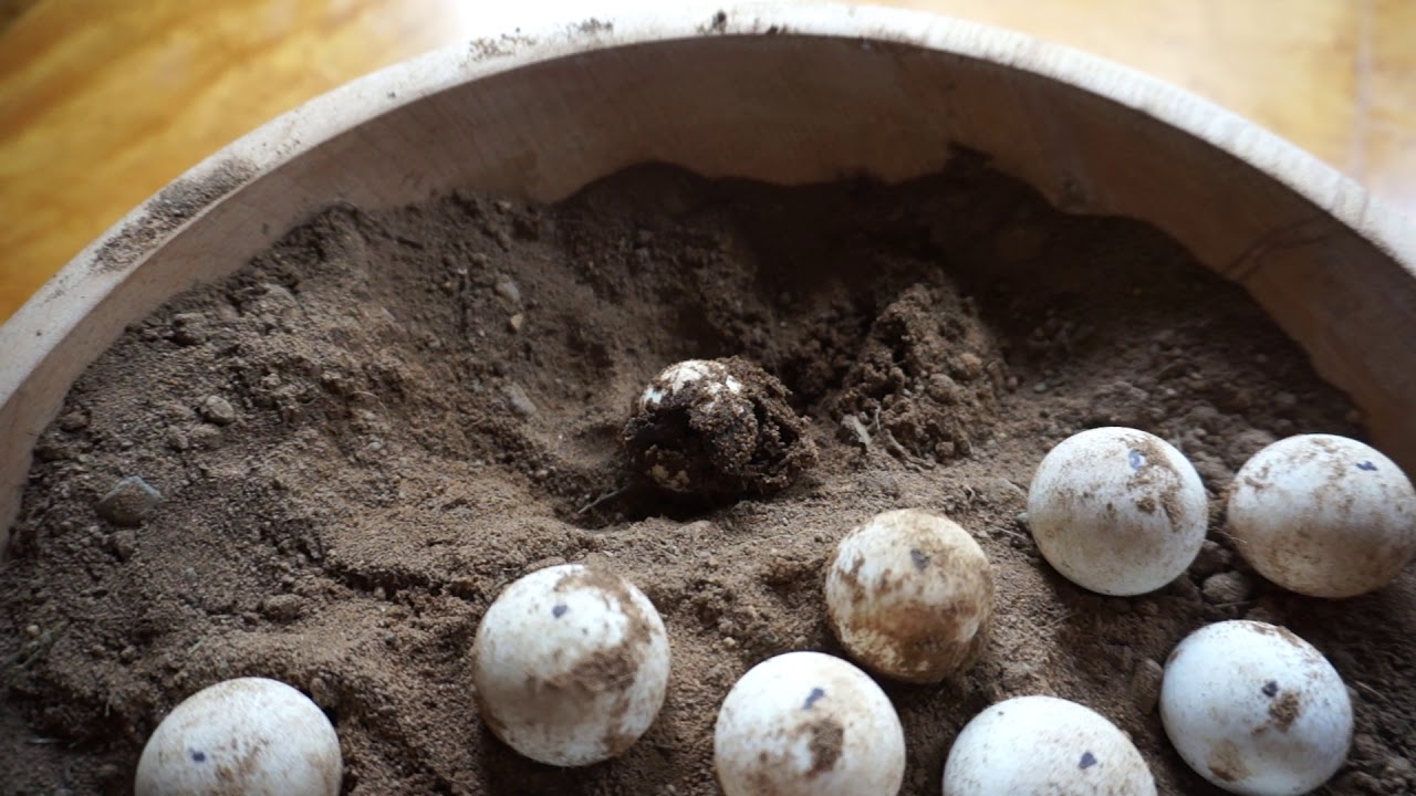 Snapping turtle hatching from egg.