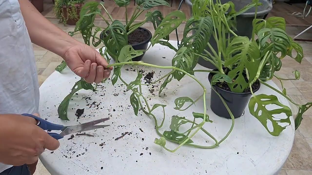 Dicas de decoração com plantas. Fiz replante de Adonsoni, Jiboia e muito mais. #jardim #jardin #flor