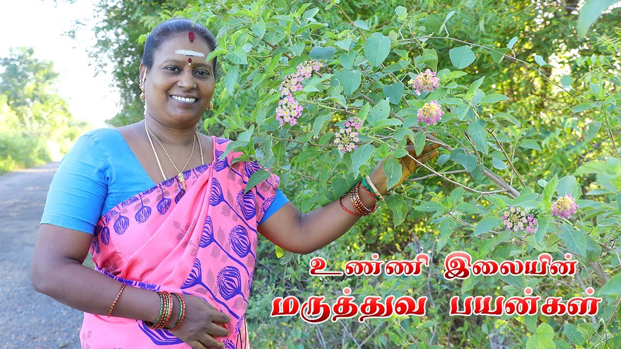 உண்ணி இலையின் மருத்துவ பயன்கள் | Medicinal Benefits of Lantana Leaf