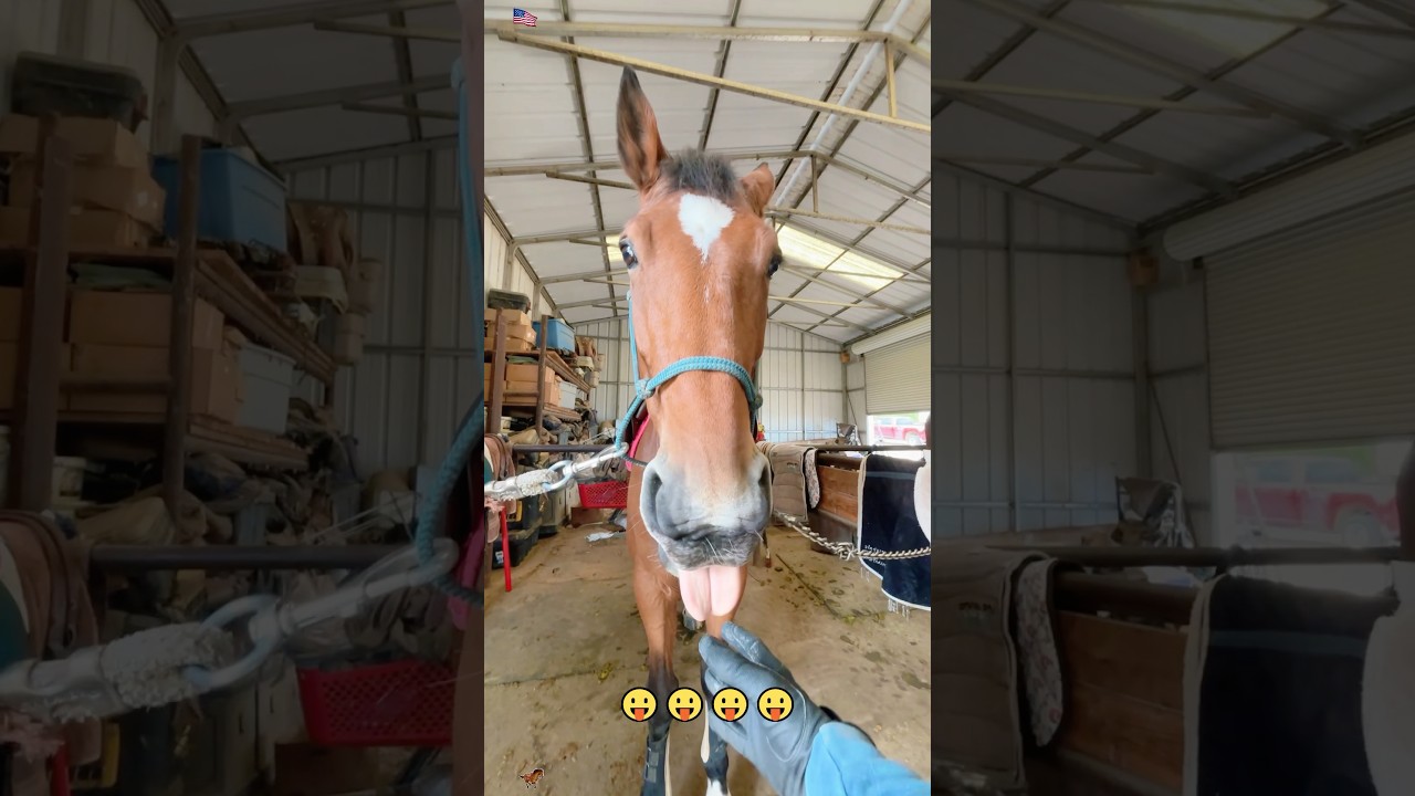 Посмотрите, как эта лошадь демонстрирует свою драматичную сторону! 🐴#fyp#funny#pet#foryou#horse#f...