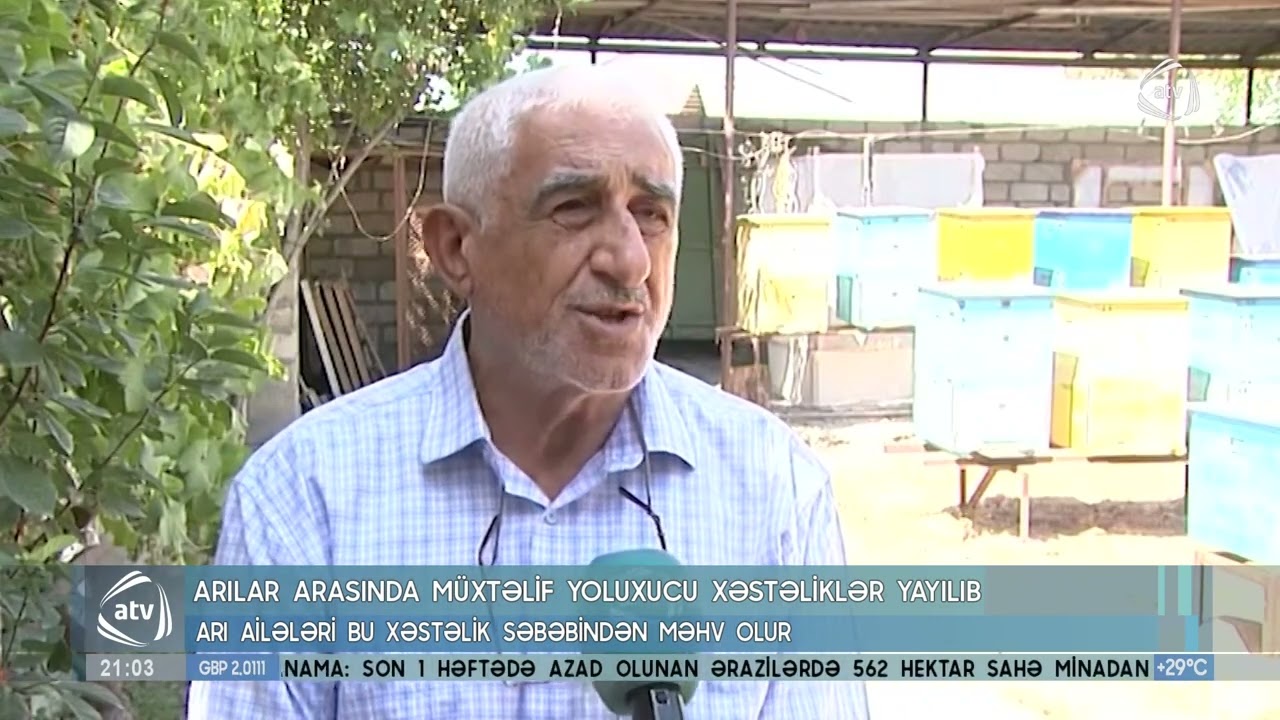 Arılar arasında müxtəlif yoluxucu xəstəliklər yayılıb: Arı ailələri bu xəstəlik səbəbindən məhv olur