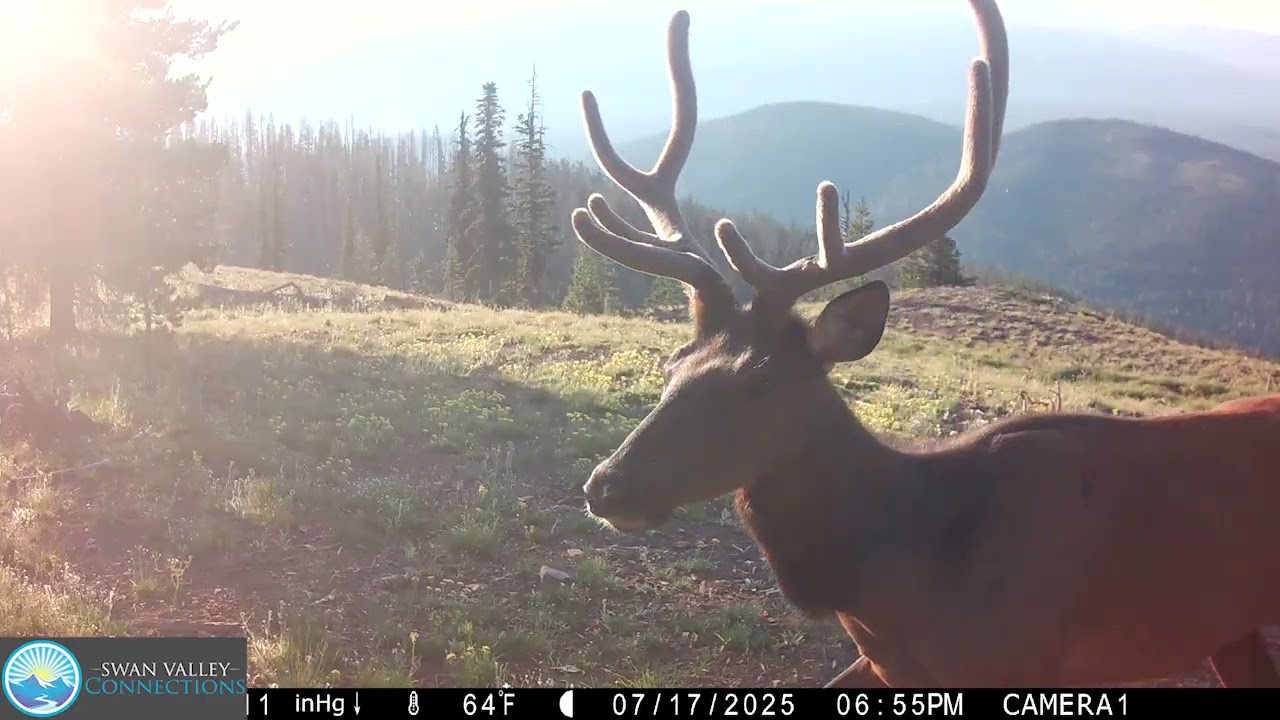2025 Swan Valley Wildlife Compilation