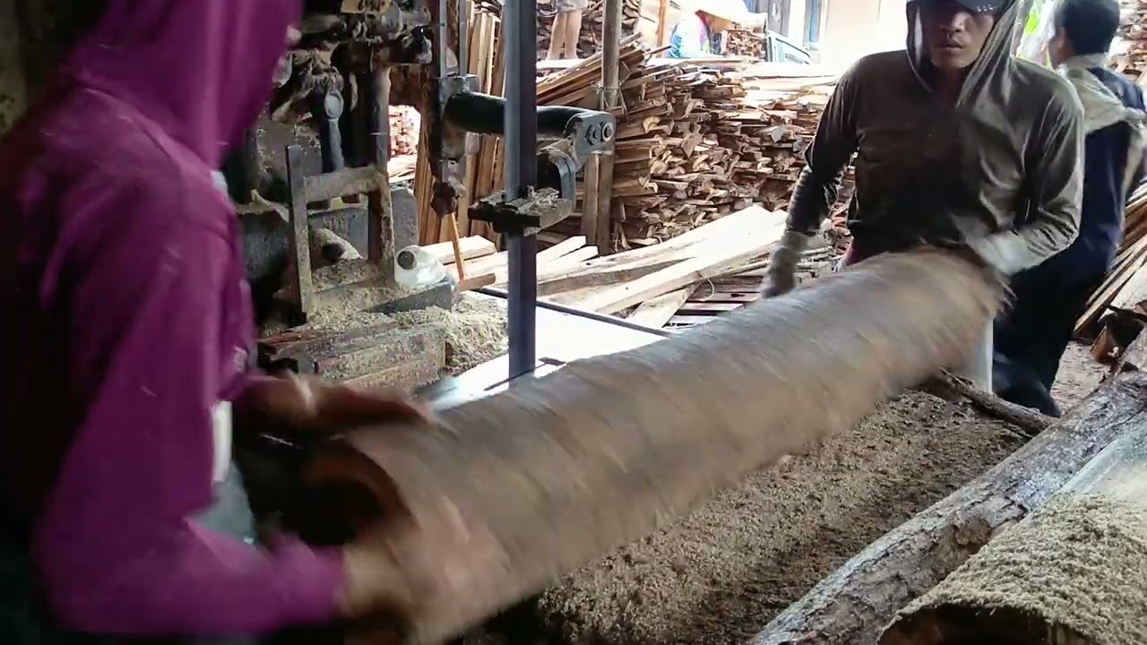 POTONG AKASIA MANGIUM PALING UNGGUL HARGA JUALNYA 