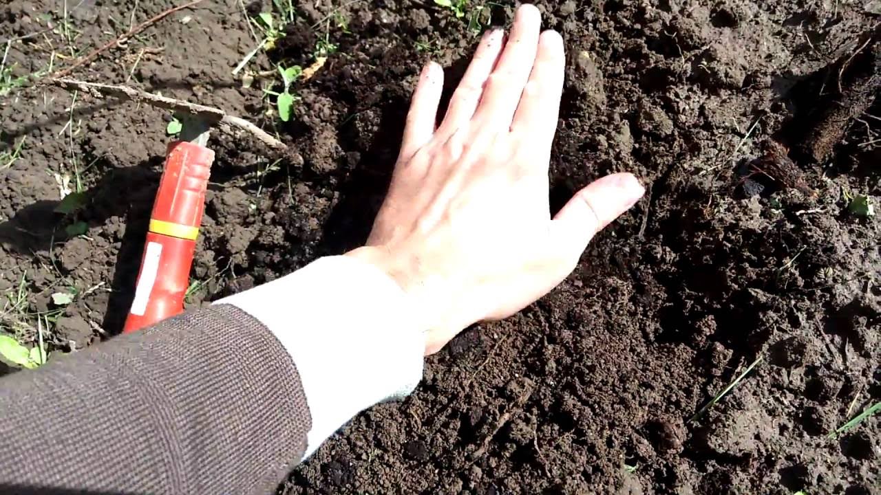 Выращивание хмеля. Часть 1.