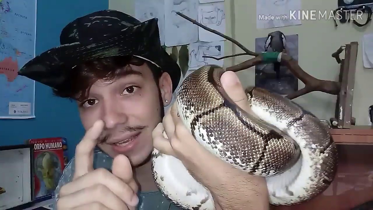 Assista esse vídeo antes de ter uma PYTHON BALL / VIDA ANIMAL