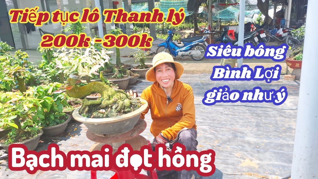 03/03/2026💥Mai vàng mai giống mới, Siêu bông bình lợi, giảo như ý, bạch mai đọt hồng 200k-250k