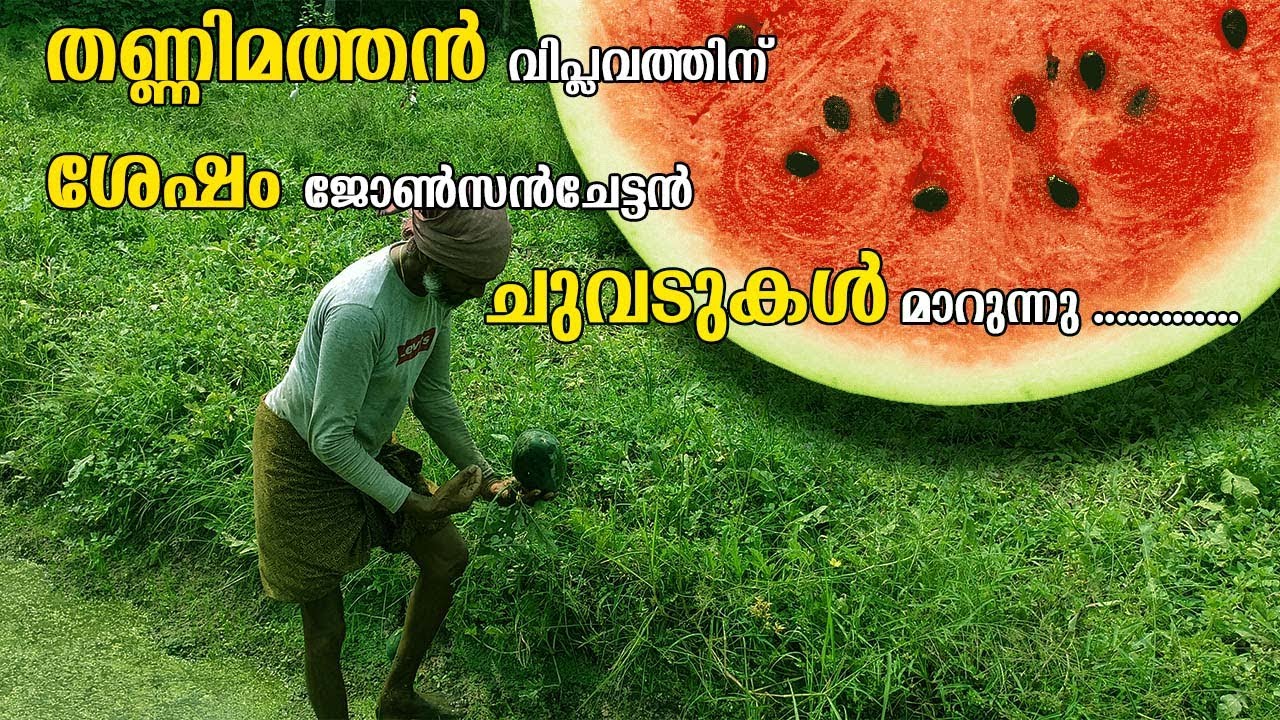 Watermelon farming | Kerala | changanassery | Kilimala | Johnson chettan | Agriculture | Payippadu |