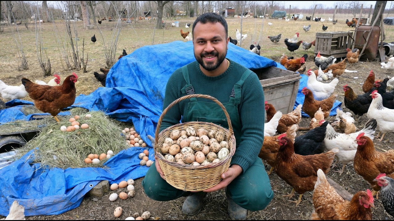 Yabani Tavukların Gizli Yumurtlama Yerini Buldum! 😱🥚 | Gurk Tavuk Civcivleri &Ccedil;ıktı