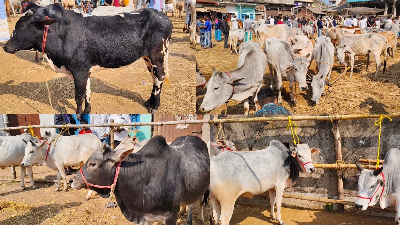 06 FRB ||BHAI DER GORU VALO ||TRENDING BEAUTIFUL COWS SALE VIRAL