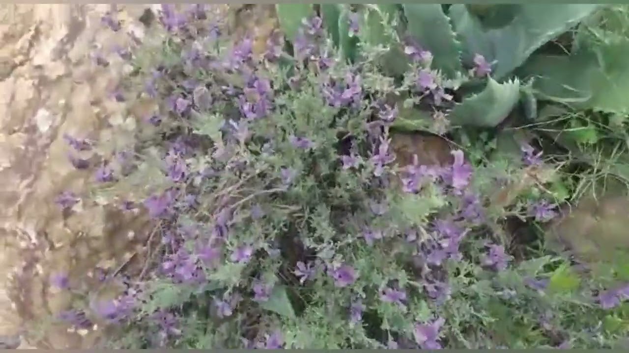 الغيطة والطبل الهيت صنهاجة السراير بني بونصار بني خنوس بني سدات بنياحمد بني بشير زرقت كتامة تارجيست