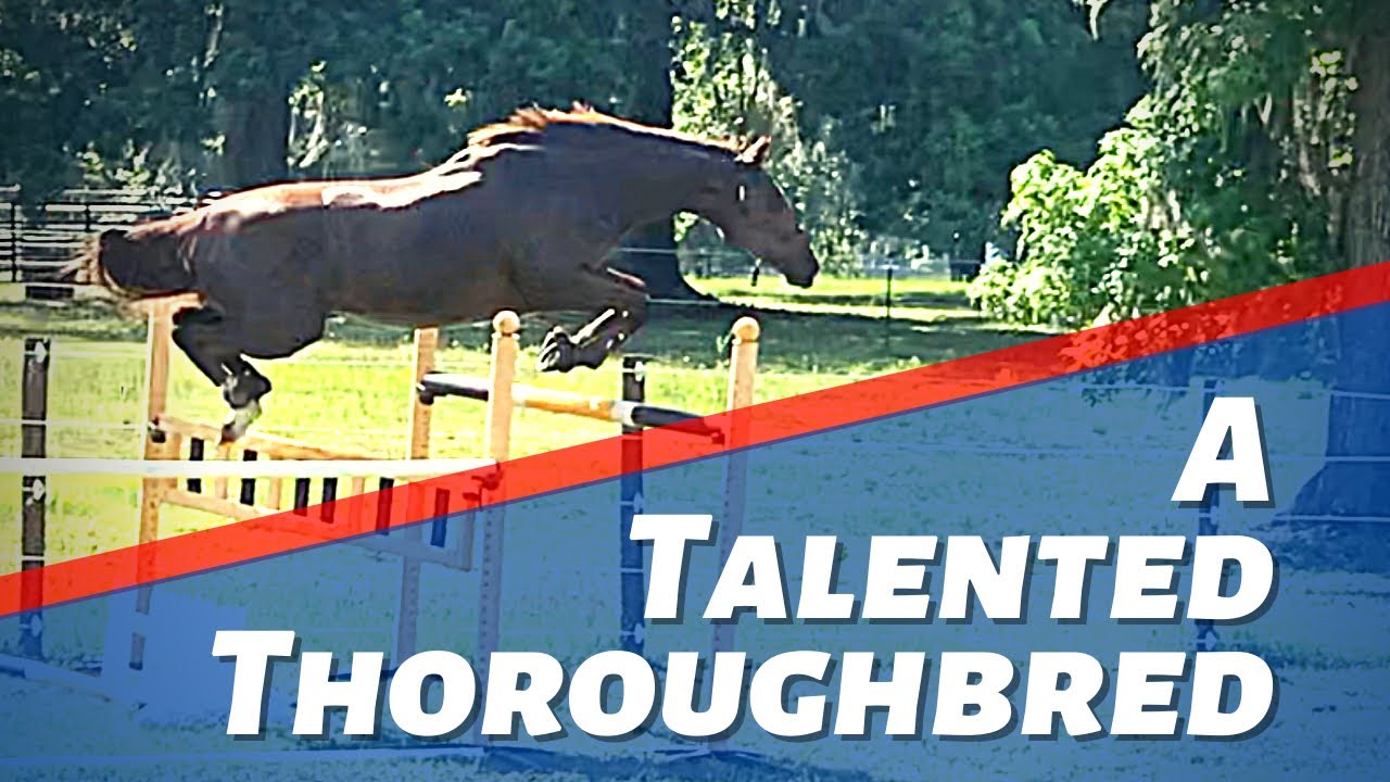 A Talented Thoroughbred Mare