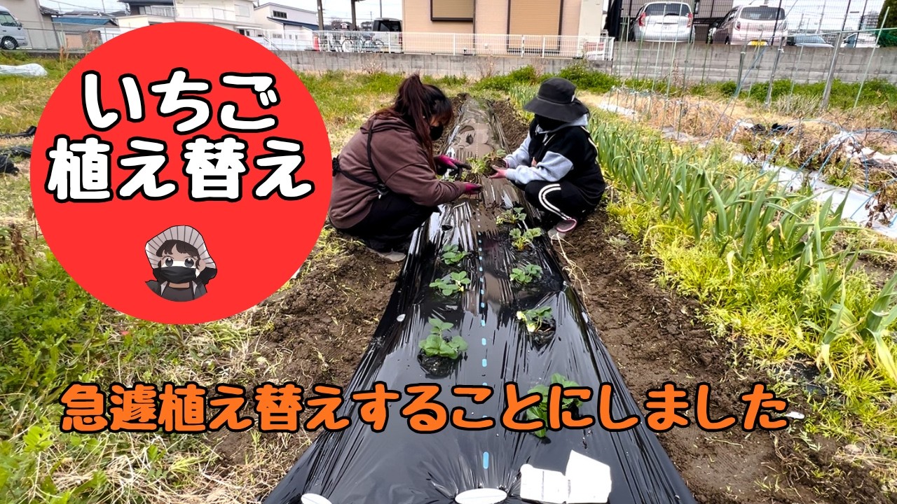 急遽いちごの植え替えをすることにしました【紅ほっぺ】【エンジェルエイト】【いちご】【家庭菜園】