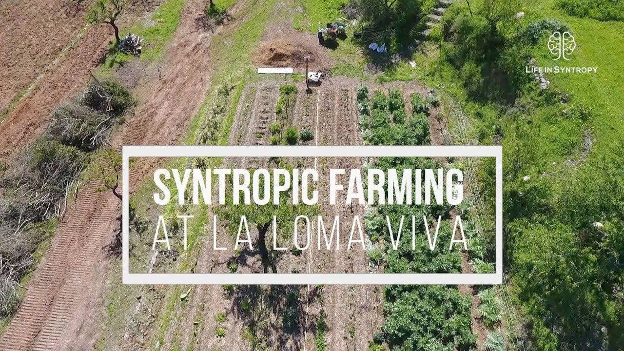Syntropic Farming at La Loma Viva | Agricultura Sintrópica no La Loma Viva