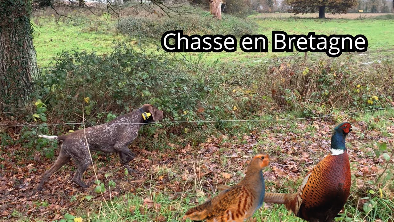 CHASSE DU PETIT GIBIER !!  (Calibre 28)