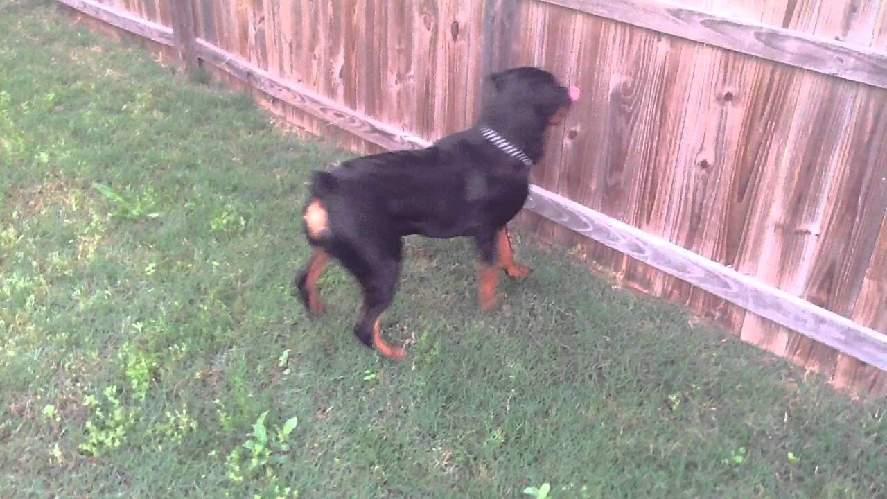 9 Month Old Rottweiler