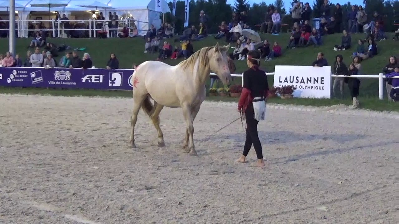 Sambao Equissima 2019