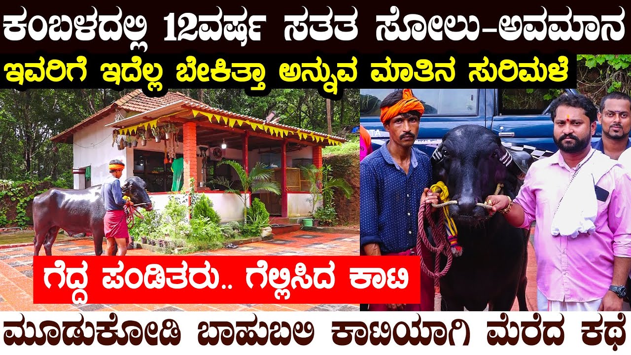 KAMBALAದಲ್ಲಿ12ವರ್ಷ ಸತತ ಸೋಲು ಅವಮಾನ | KAATIಯಿಂದ ಬದಲಾದ ಬದುಕು | MOODUKODI KING ಕೋಣನ ಸ್ಪೆಷಲ್ ಸ್ಟೋರಿ