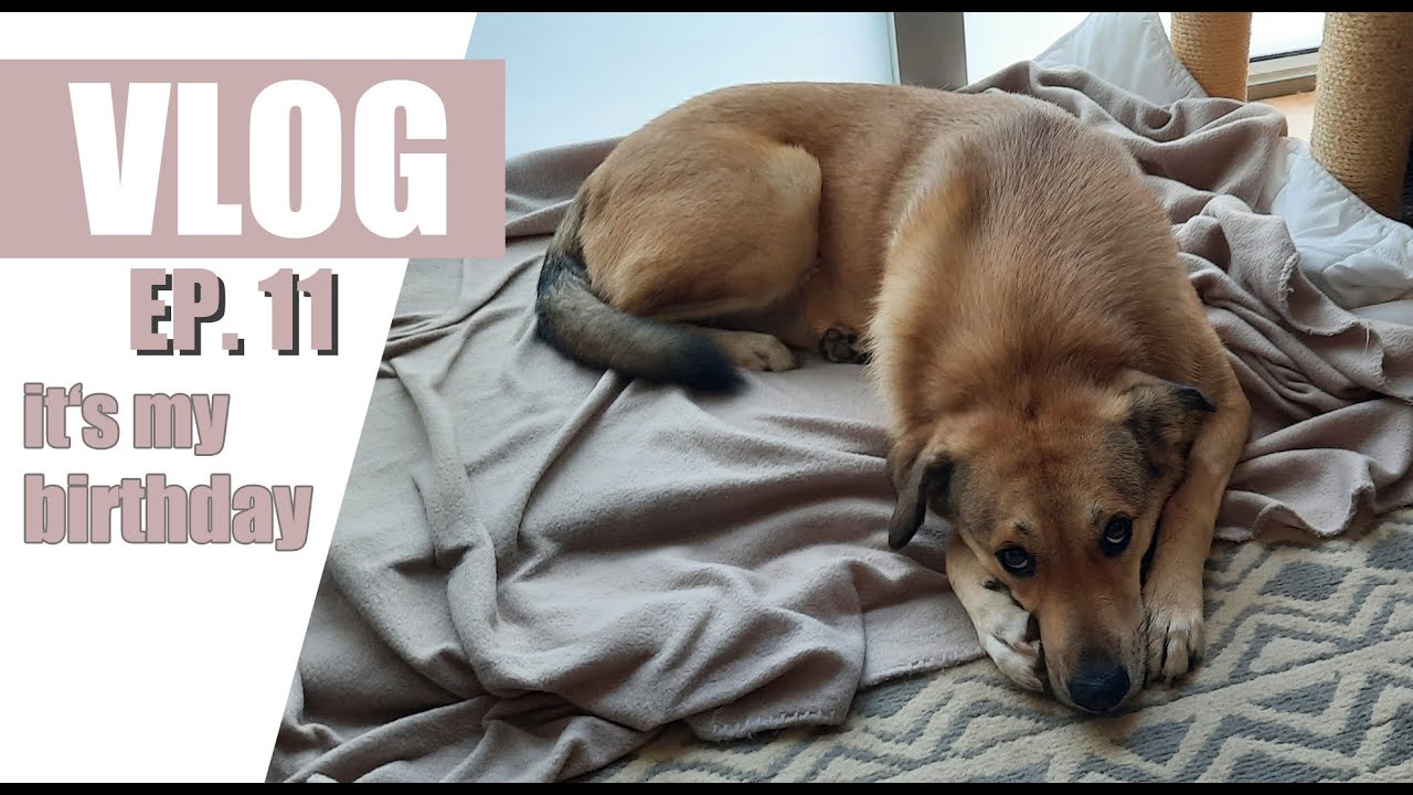 Fifi's Vlog EP11 Vierzigste Kepurtzelmonat & Kackbeutel Adventure