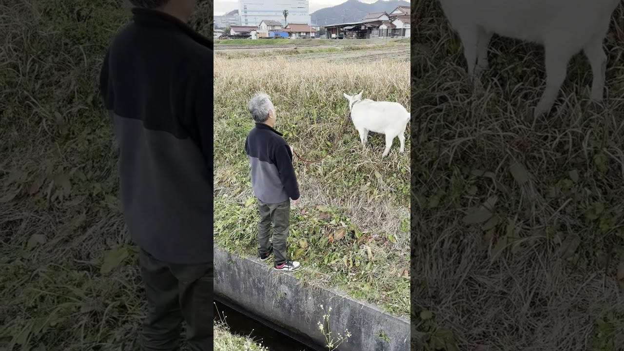 終活六輪倶楽部　山羊のむぎのお散歩/女の子やぎちゃん/マイクロ本社の近所の田舎の畦道
