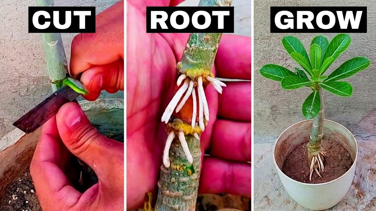 Tips For Propagation Adenium Desert Rose Plant in Just 20 days