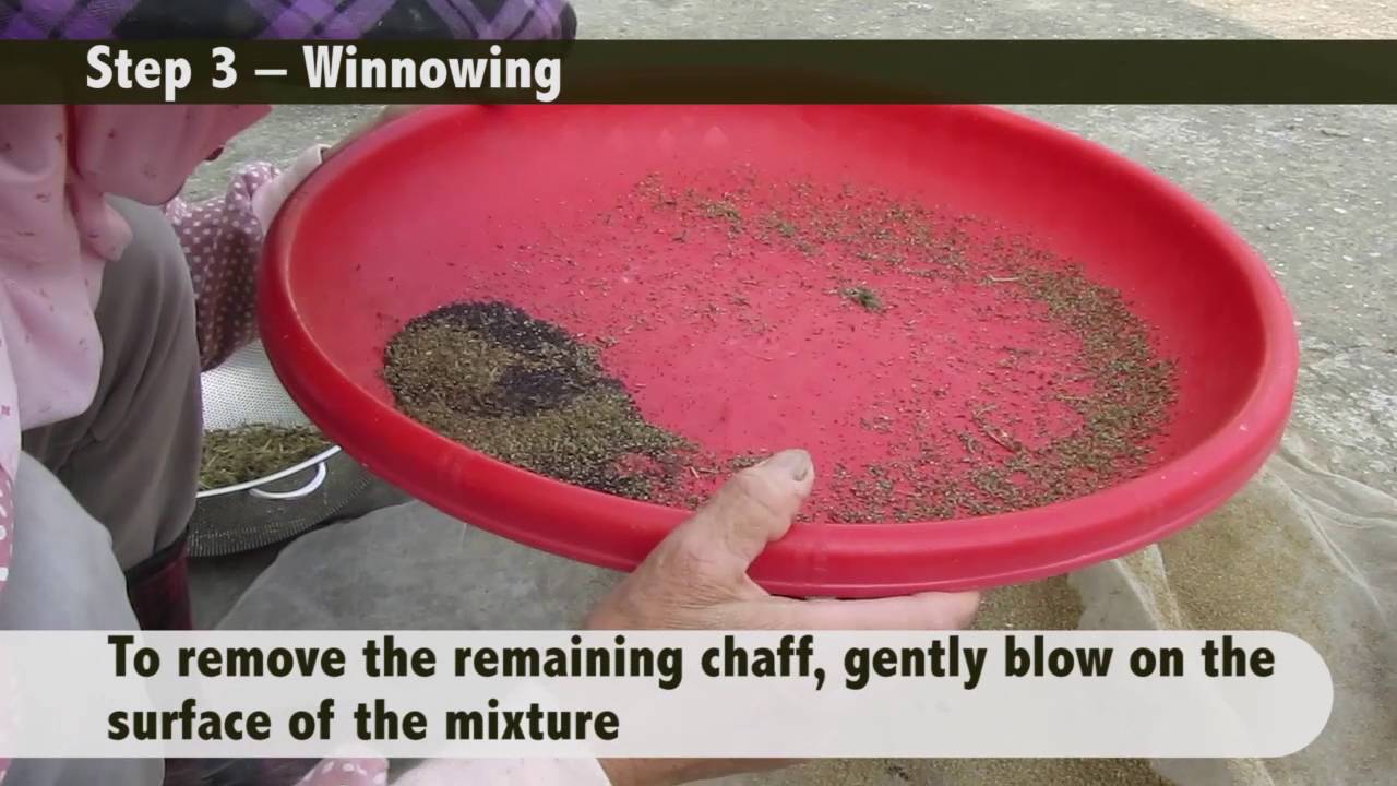 How to save amaranth seed