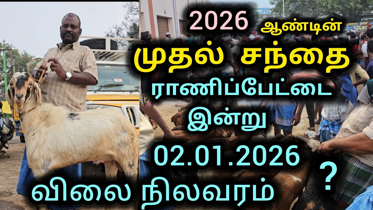 ராணிப்பேட்டை ஆட்டு சந்தை இன்று 02.01.2026 விலை நிலவரம் Ranipet goat market sheep market 