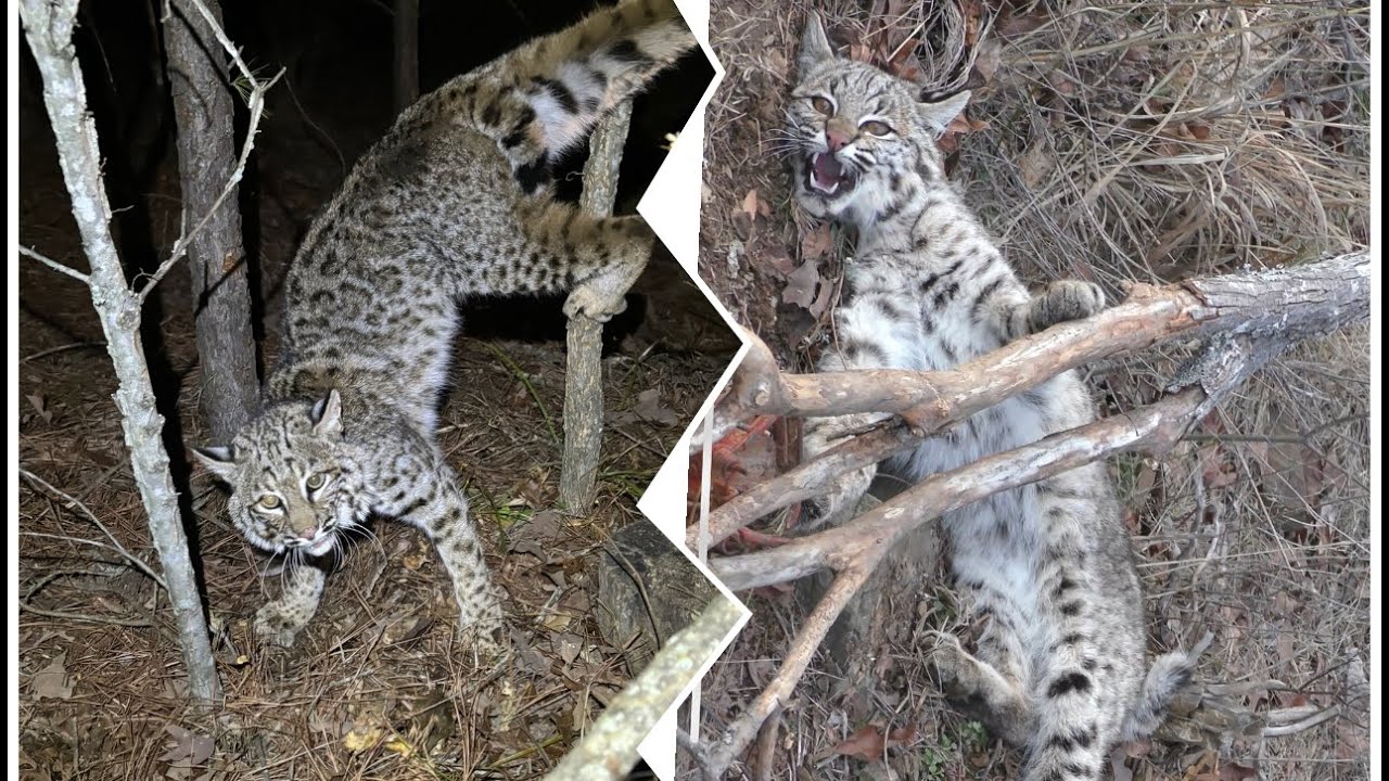 Bobcat Trapping/Oklahoma