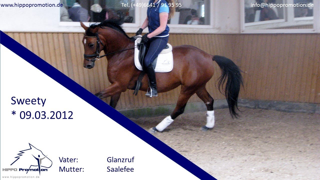 Shaad&eacute; Trakehner Stute 2012 //Dressurpferd