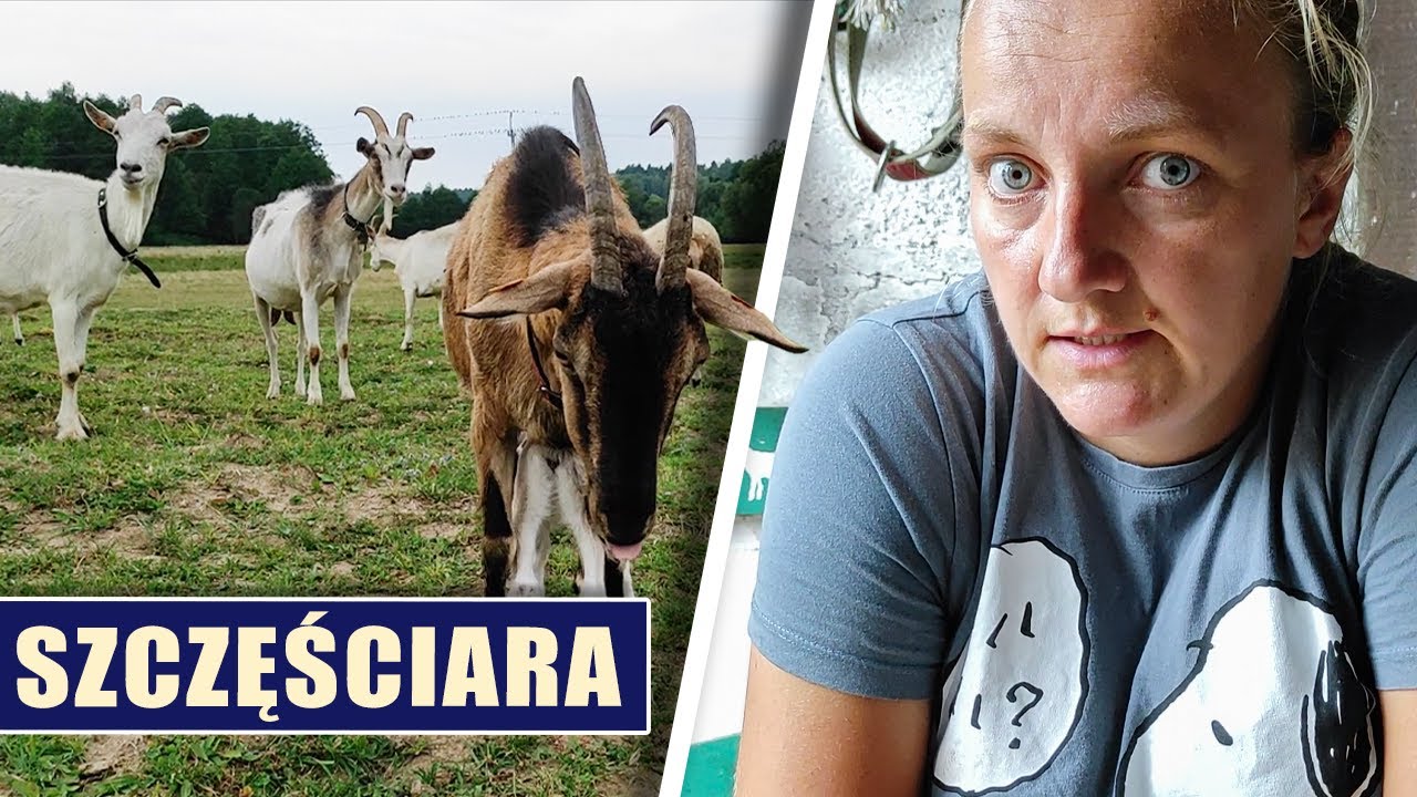 Szczęściara 🐐