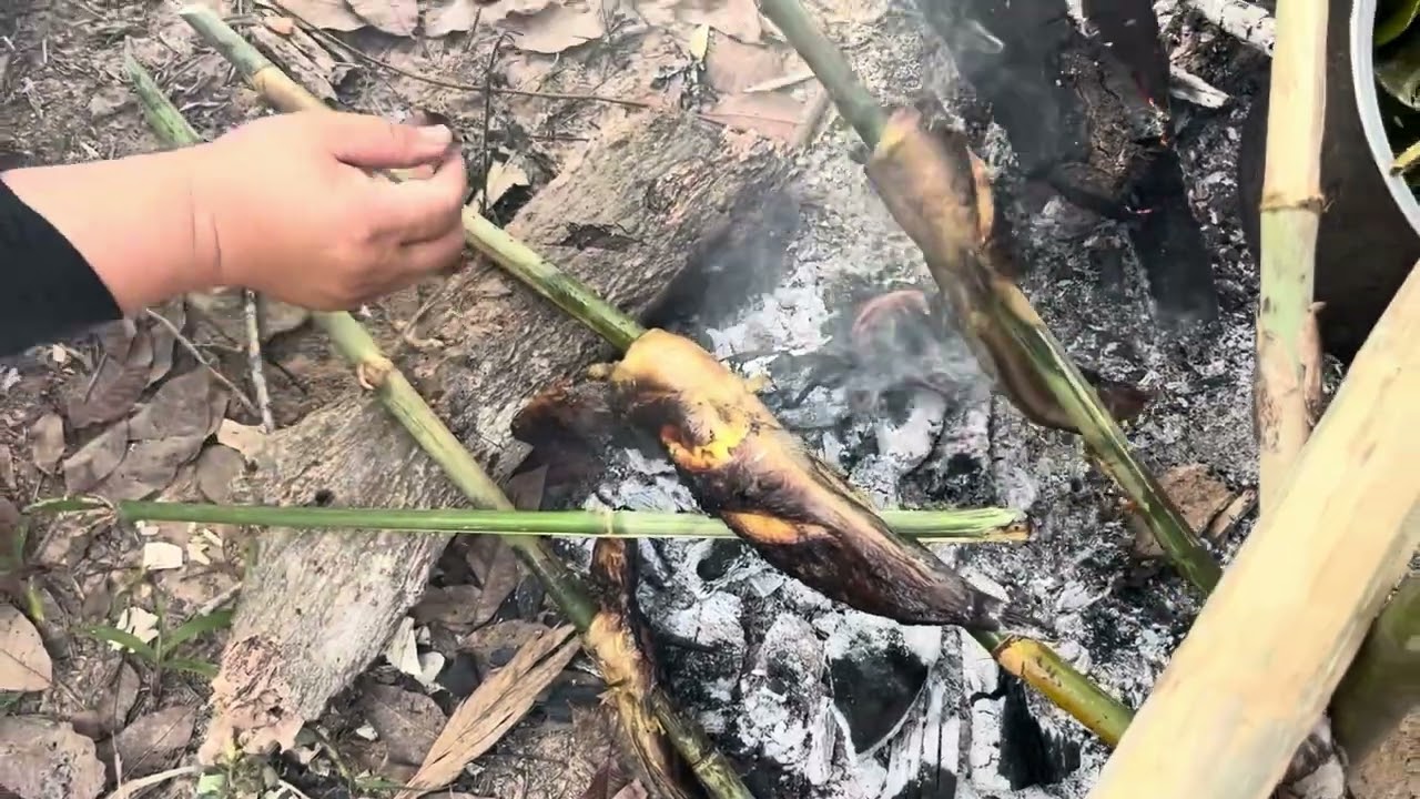 Digging up cassava roots, then having fish for lunch.  कसावा की जड़ें खोदना, EP.4