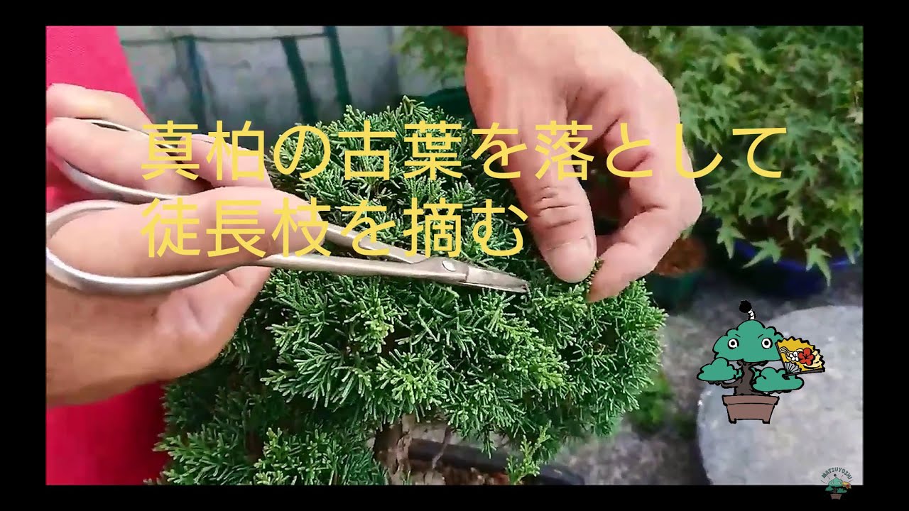 真柏の剪定　古葉を落として徒長枝を摘む　樹形維持