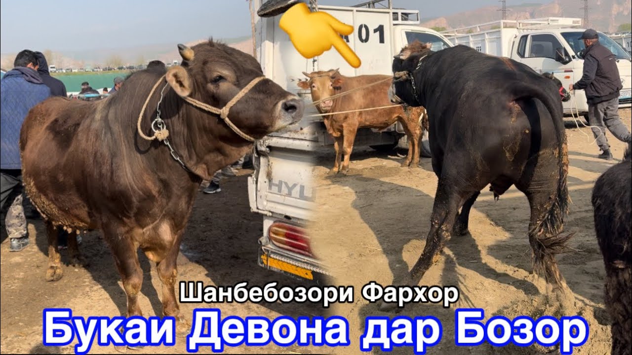 Шанбебозори Фархор Букаи Девона, Савдо зур шуд,      16 марта 2026 г.