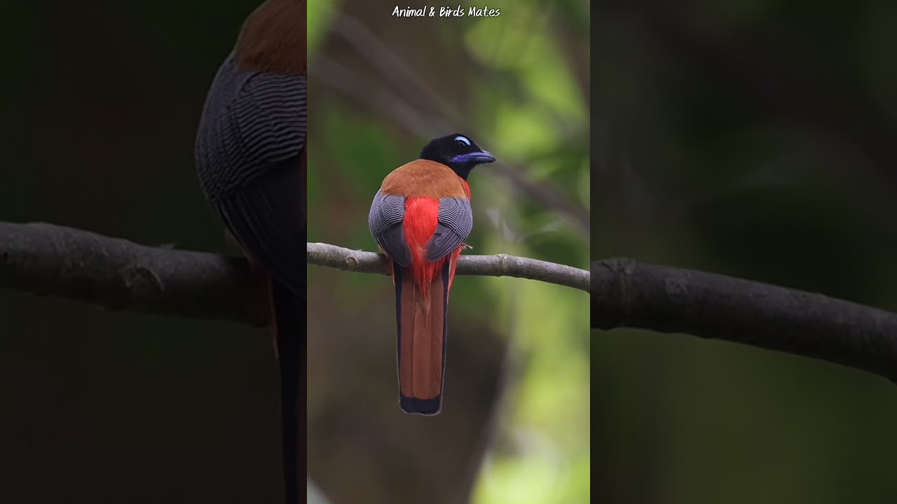 Scarlet-rumped trogon
