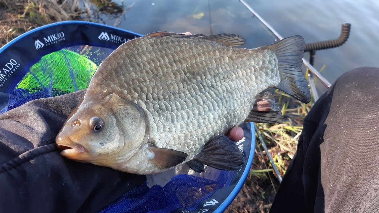 Wielkie karasie i liny na lekki feeder PZW