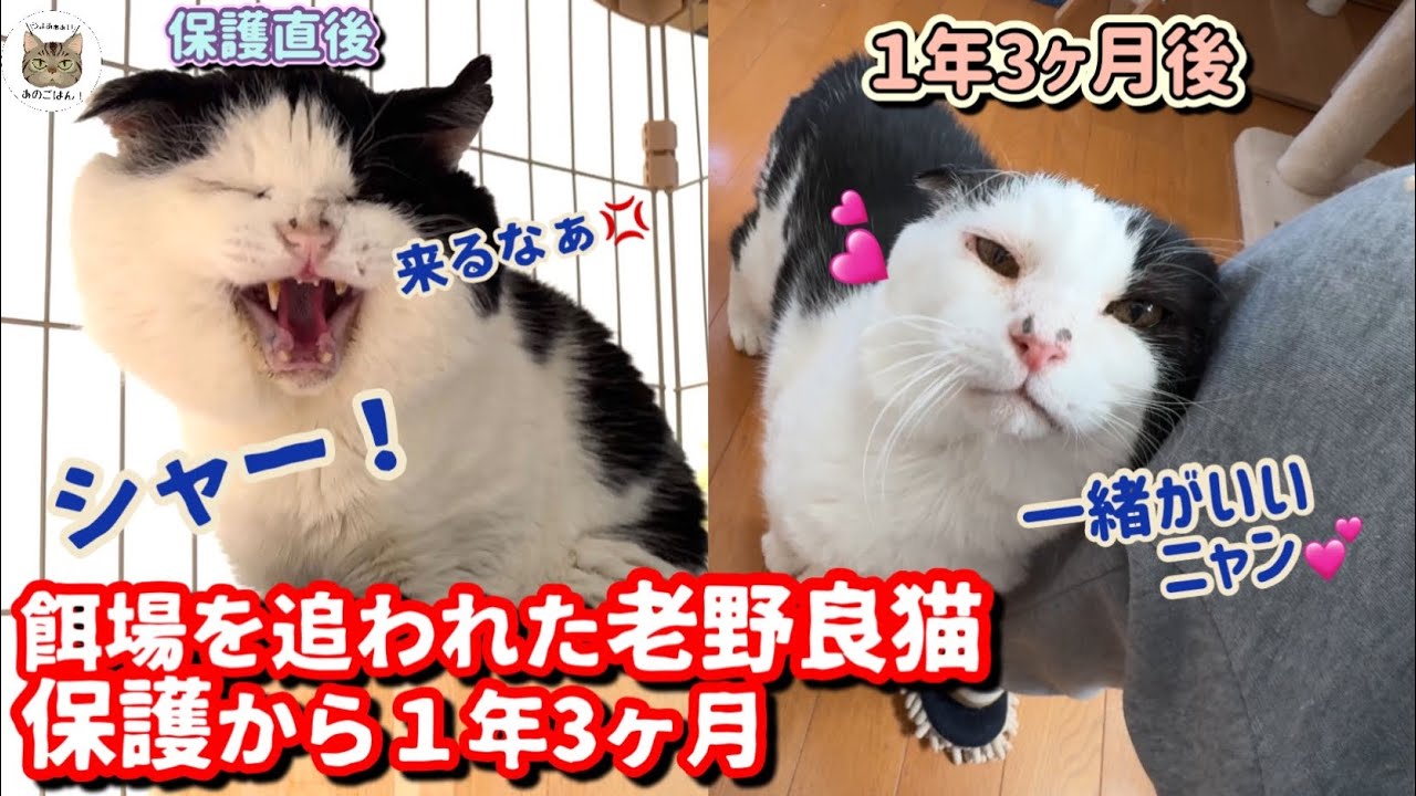【緊急保護】老野良猫が激変！ママから離れなくなりました。。。