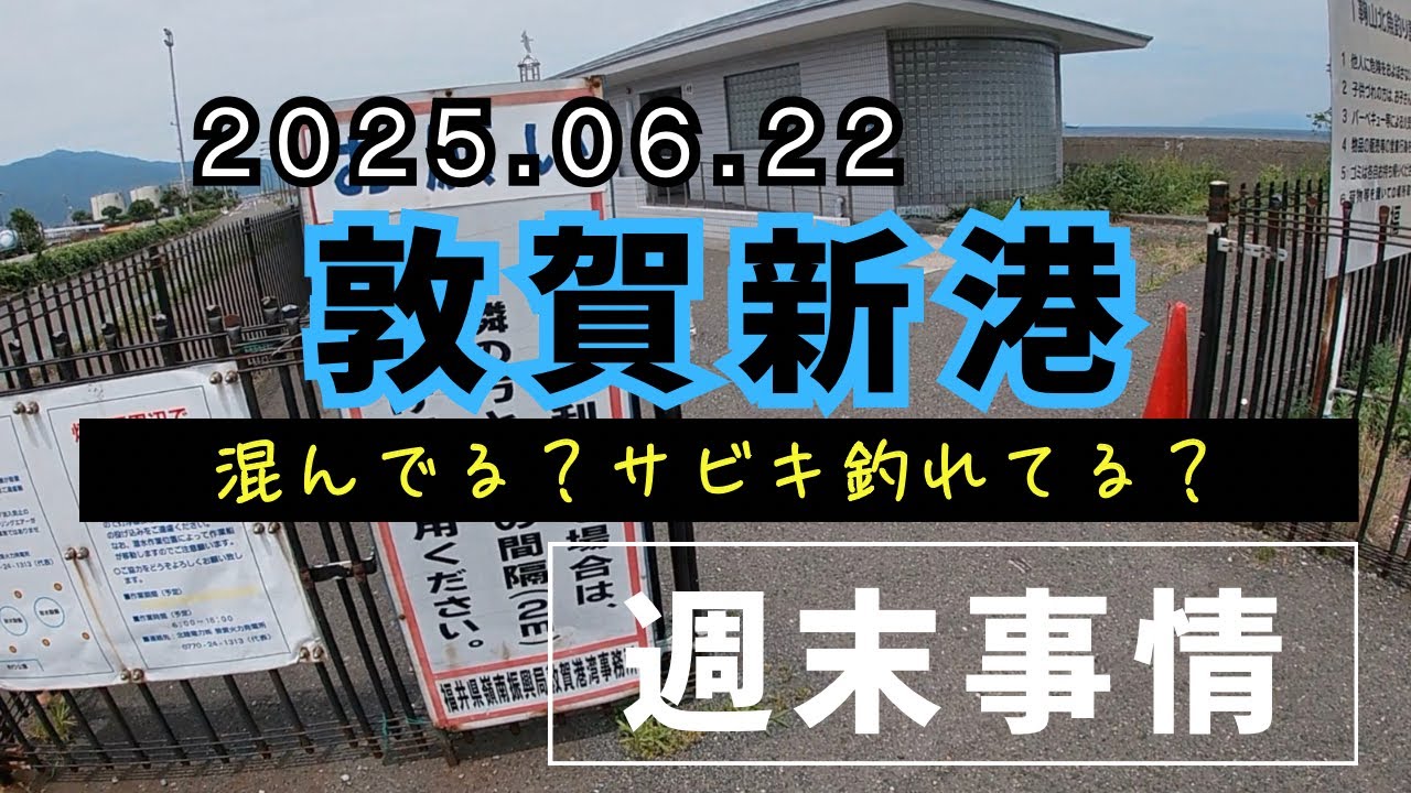 日曜日に釣れてる敦賀新港に行ってみた！