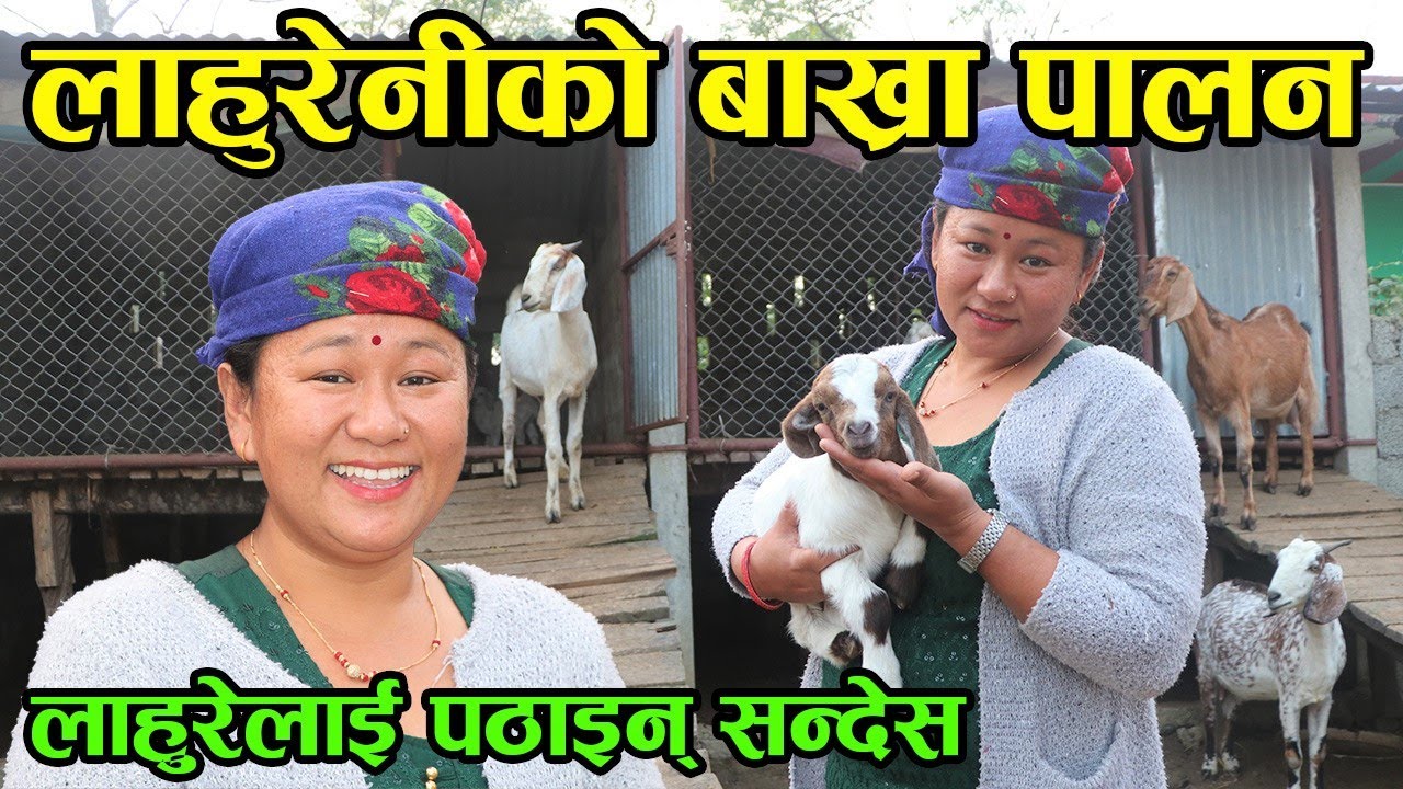 ‘लाहुरेनीको बाख्रा फार्म’ बुढा बन्दुक बोकेर बिदेशमा, बुढी बाख्रा स्यहार्दै खोरमा !│Nepal Chitra