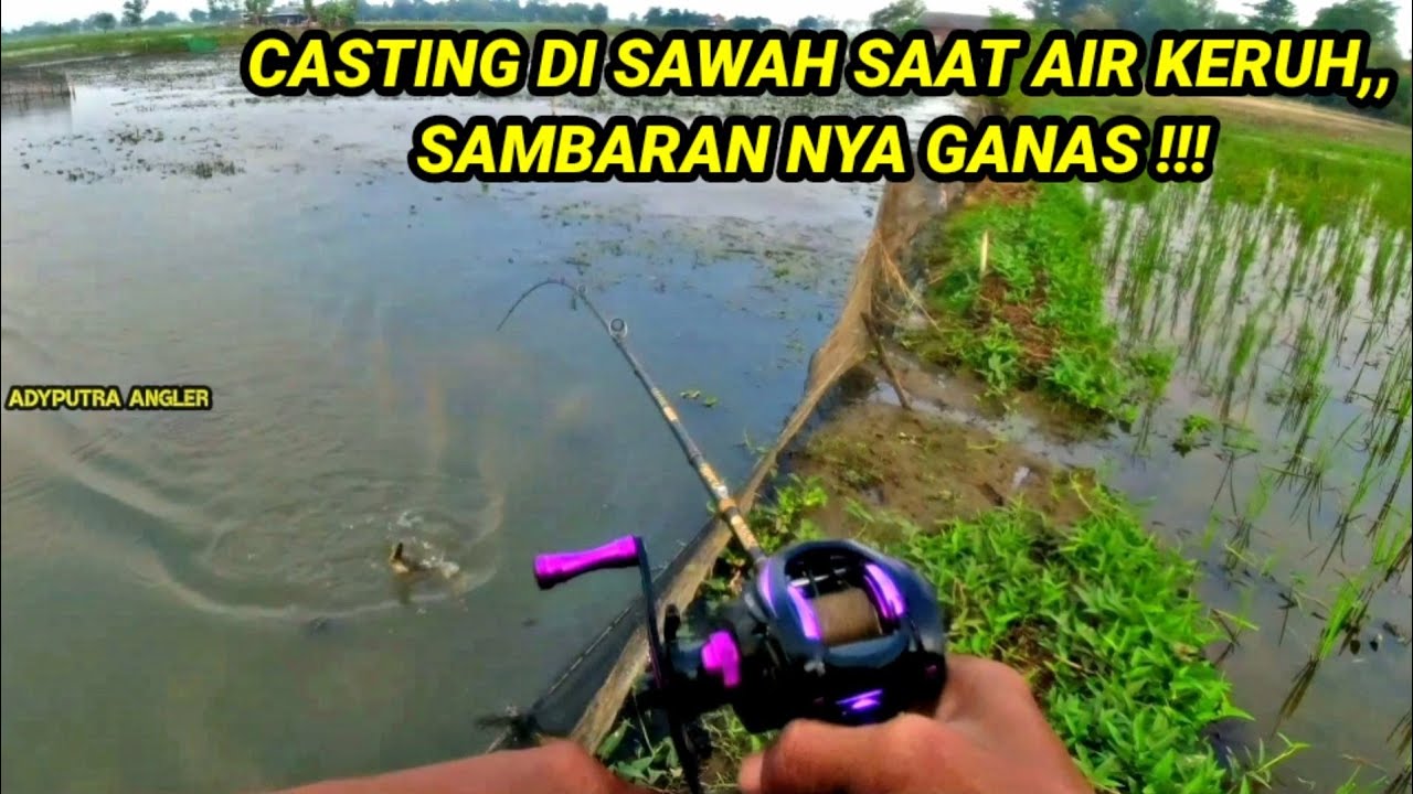 CASTING GABUS/HARUAN DI SAWAH SAAT AIR KERUH !!! PAKAI UMPAN INI LANGSUNG DISAMBAR !!!
